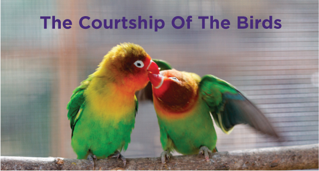 The Courtship Of The Birds – Happy Valentine’s Day